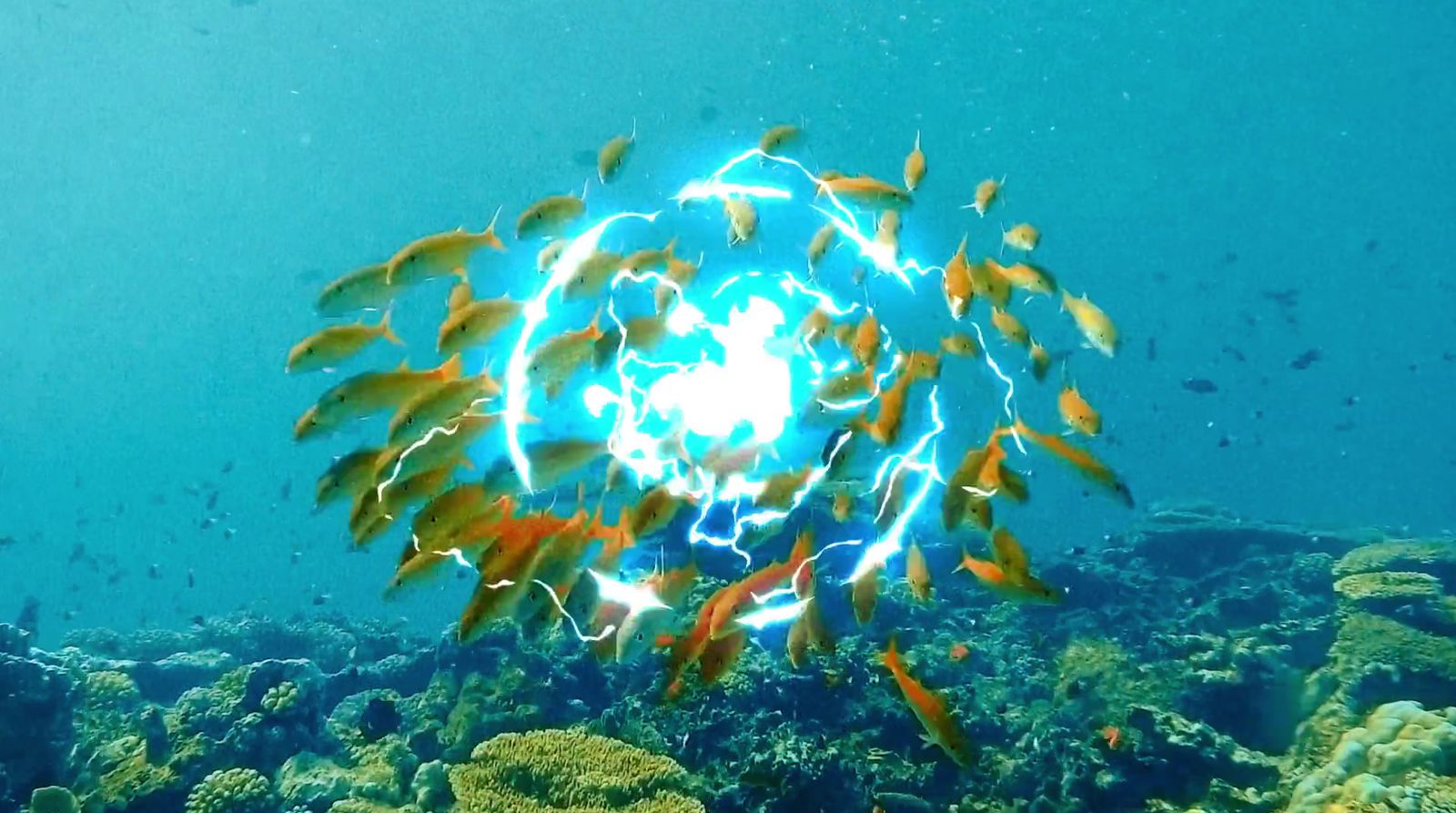 a large group of fish swimming over a coral reef