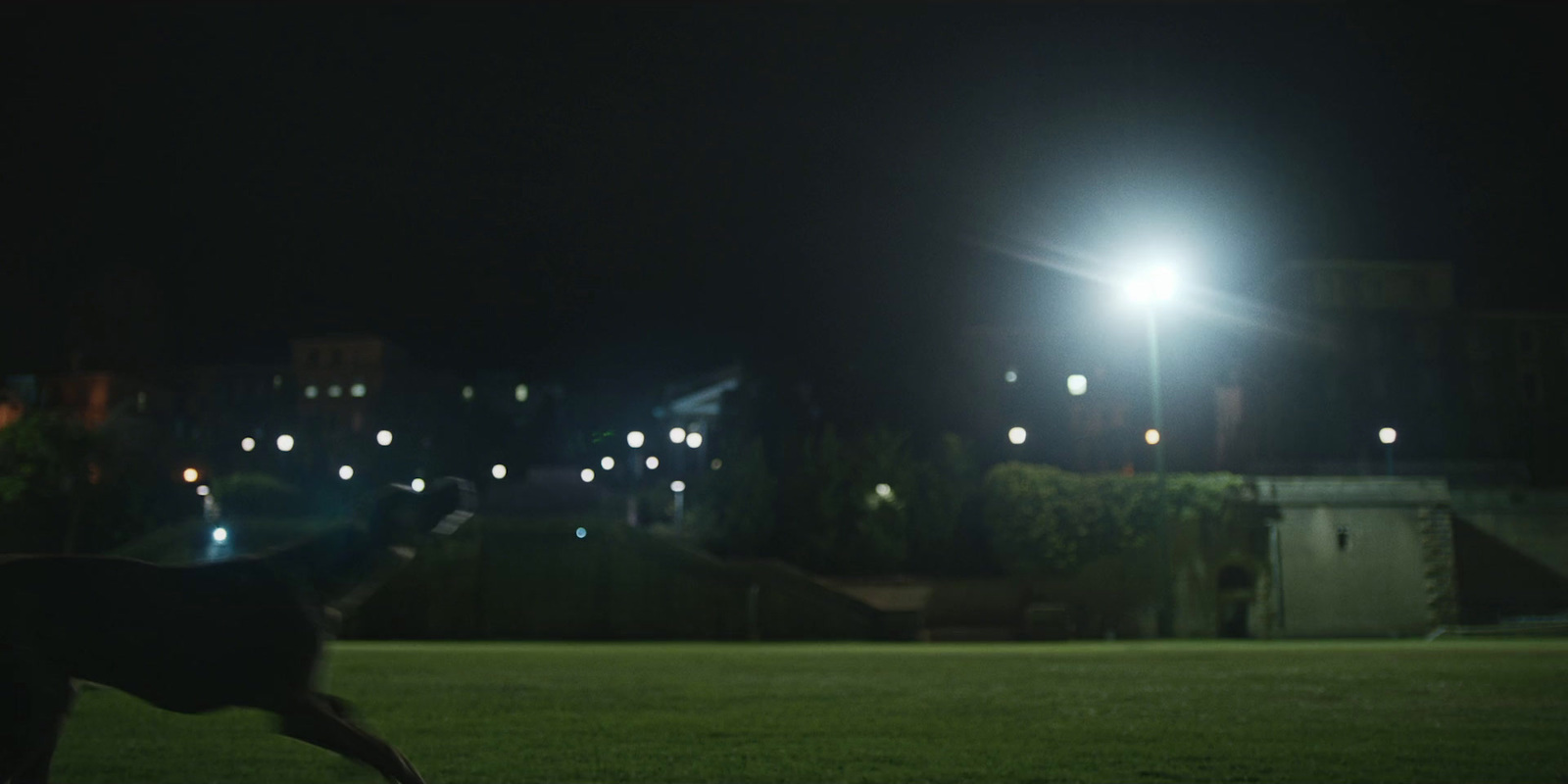 a dog running in the grass at night