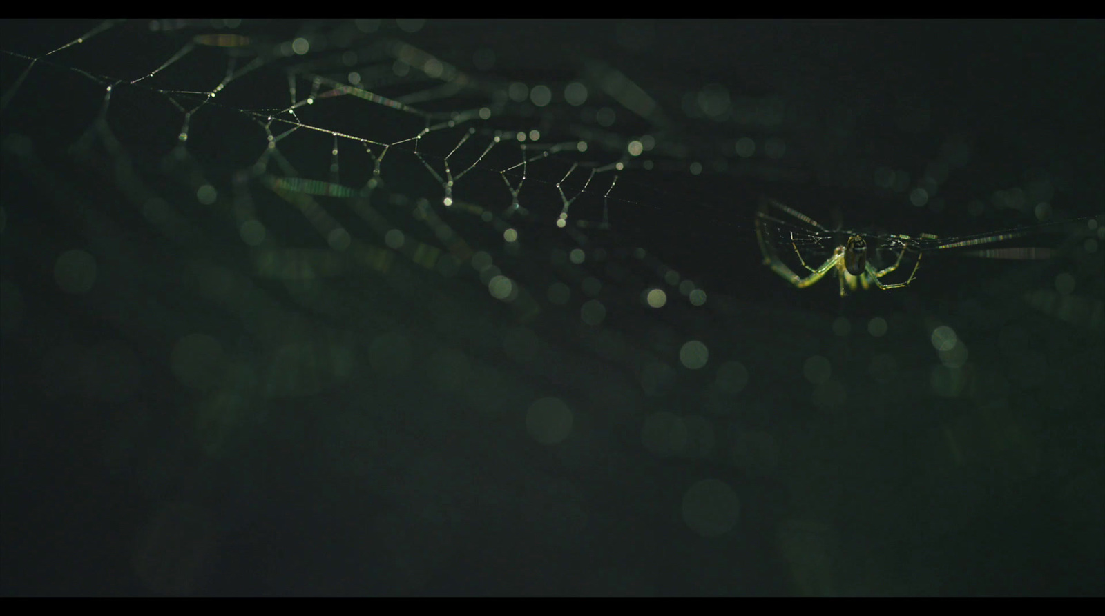 a close up of a spider on a leaf