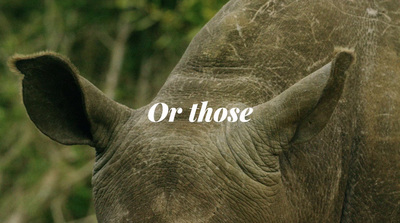 a close up of an elephant with the words or those on it