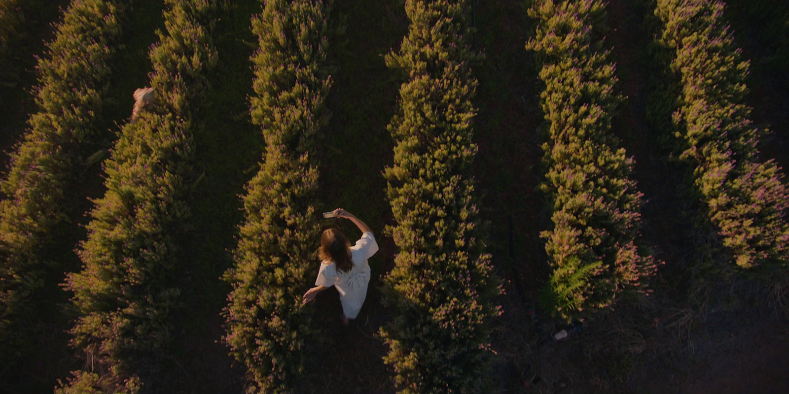 an aerial view of a woman walking through a field of lavender