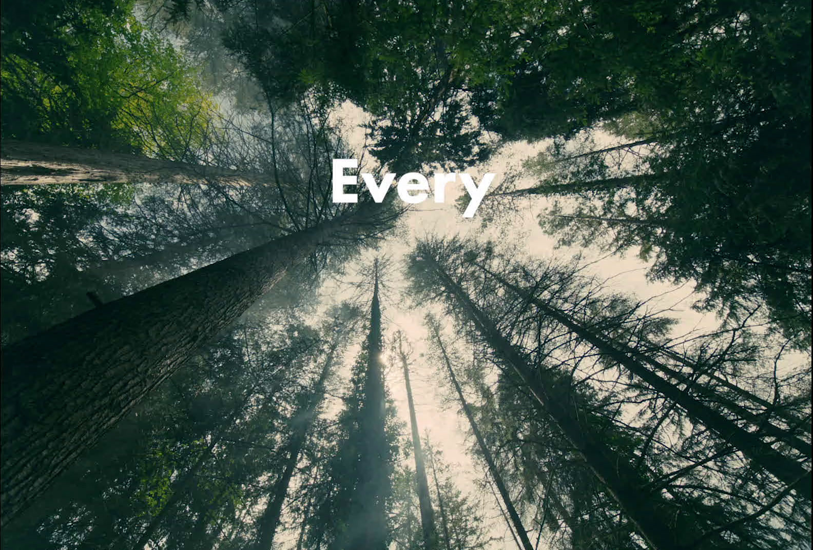 a photo of a forest with the words every