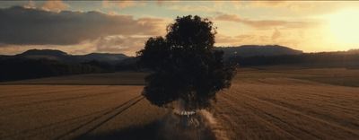 an aerial view of a tree in the middle of a field