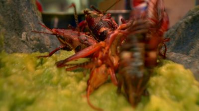 a group of dead bugs sitting on top of a green plant