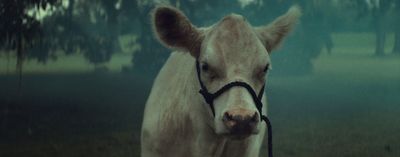 a close up of a cow wearing a harness