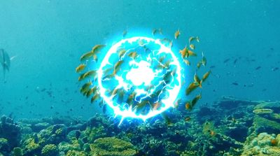 a group of fish swimming over a coral reef