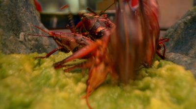 a close up of a group of red bugs