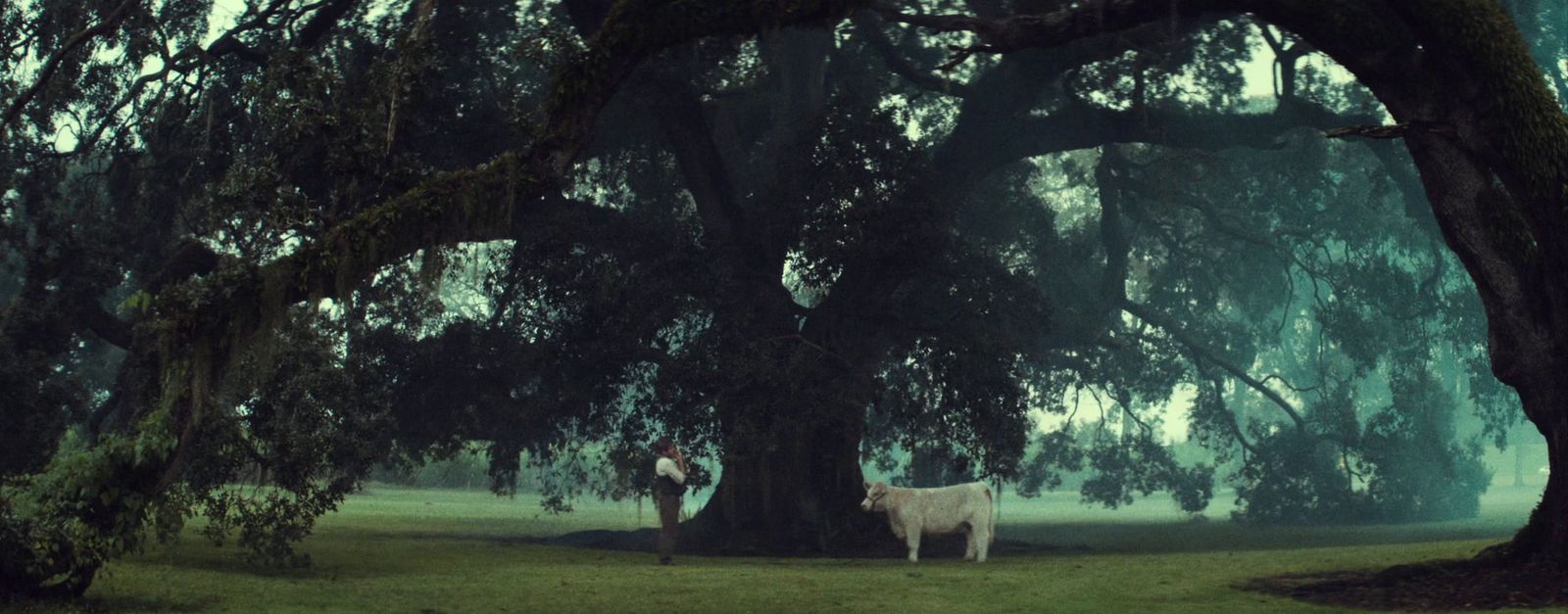 a white cow standing under a large tree