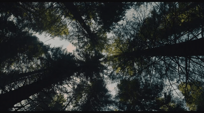 Akamun Tree Looking up at the tops of tall trees – Image on Kive.ai