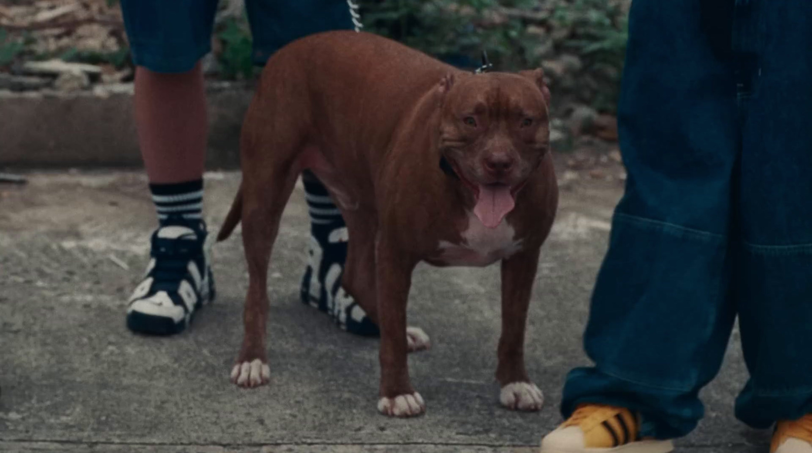 a brown dog standing on top of a sidewalk next to two people