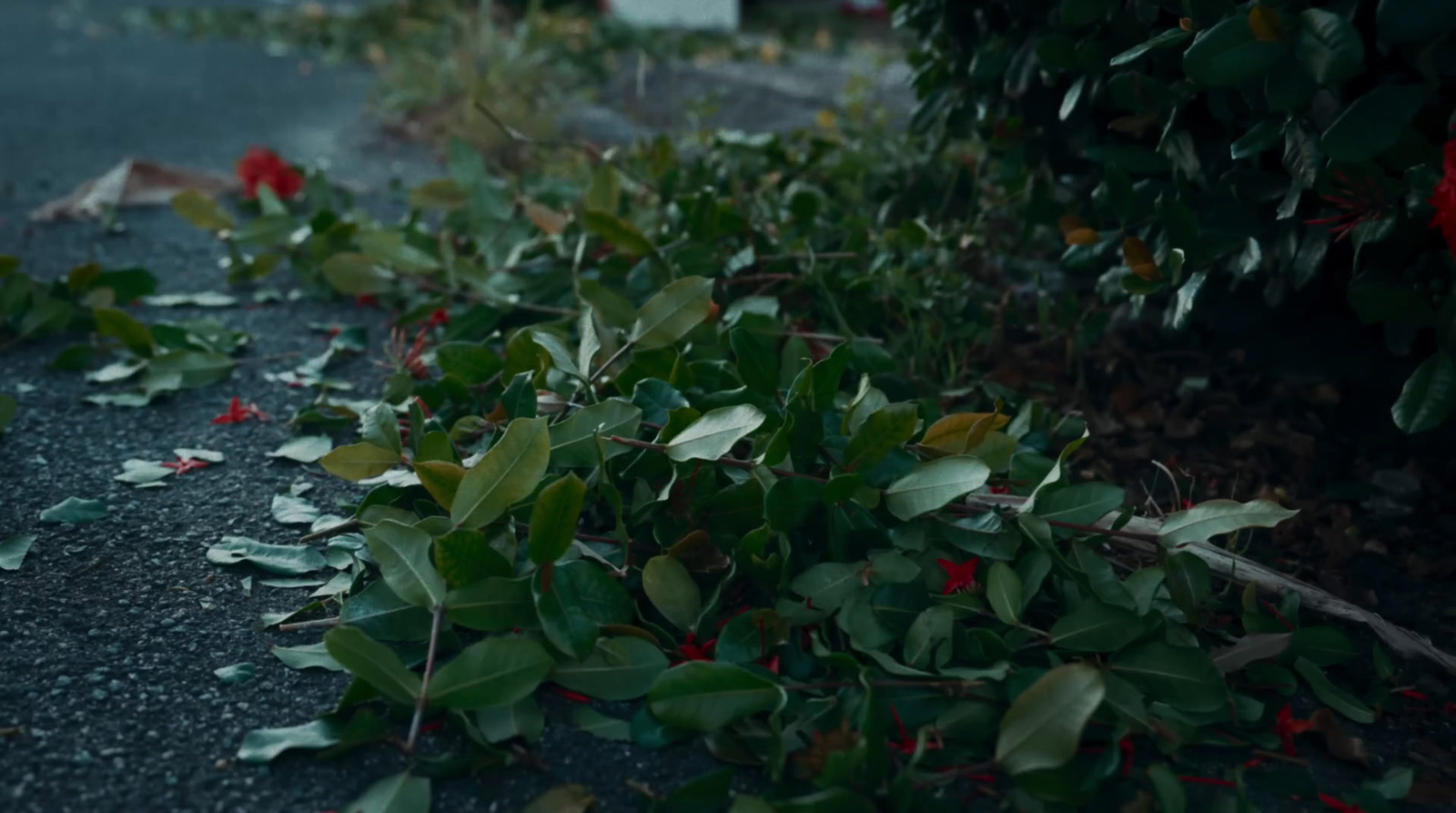 a bunch of leaves that are laying on the ground