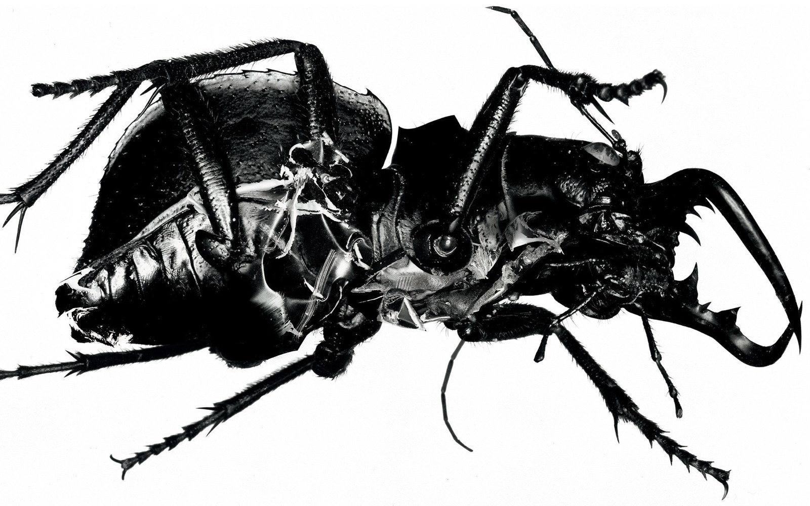 a black and white photo of a bug