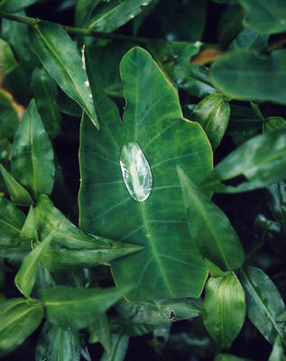 a green leaf with a water drop on it