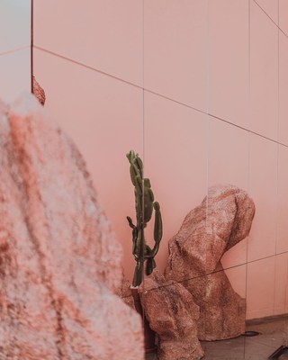 a cactus in front of a pink wall