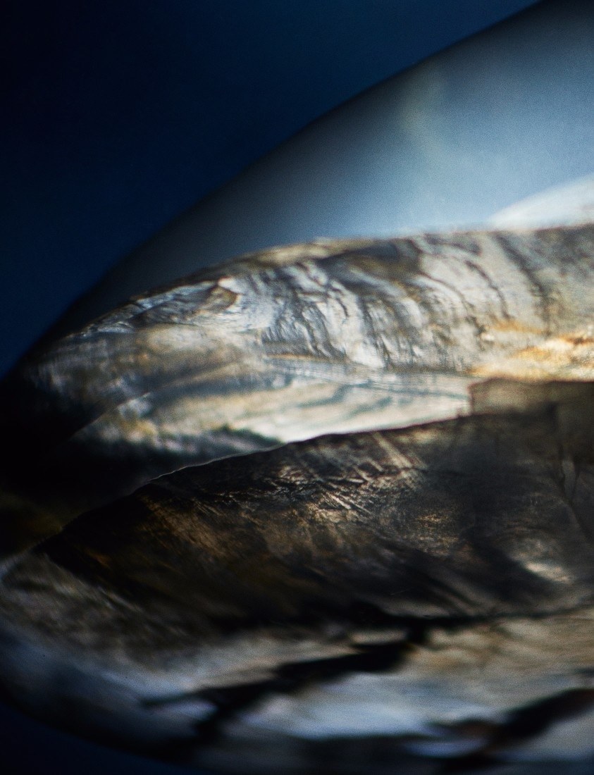 a close up of a bird's wing with a blurry background