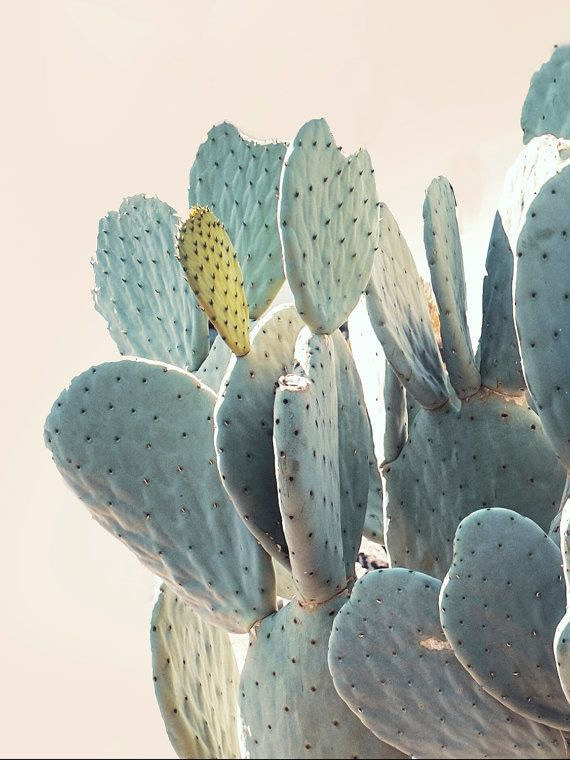 a close up of a cactus plant with a sky background