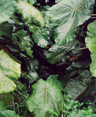 a close up of a bunch of green leaves