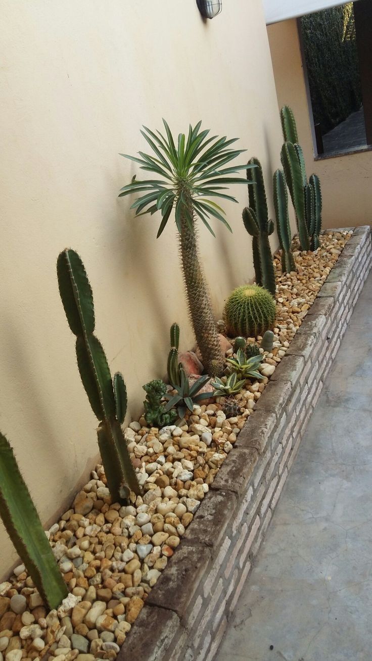 a row of cacti in a garden next to a wall