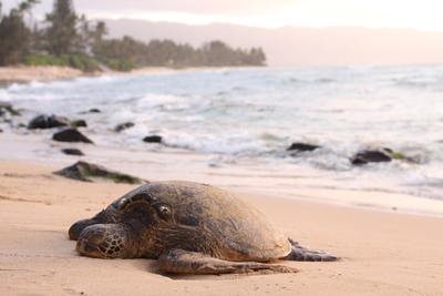 a large turtle laying on top of a sandy beach