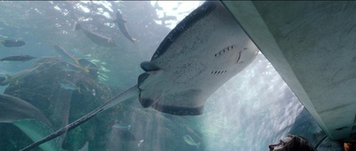 a woman looking at a large fish in an aquarium