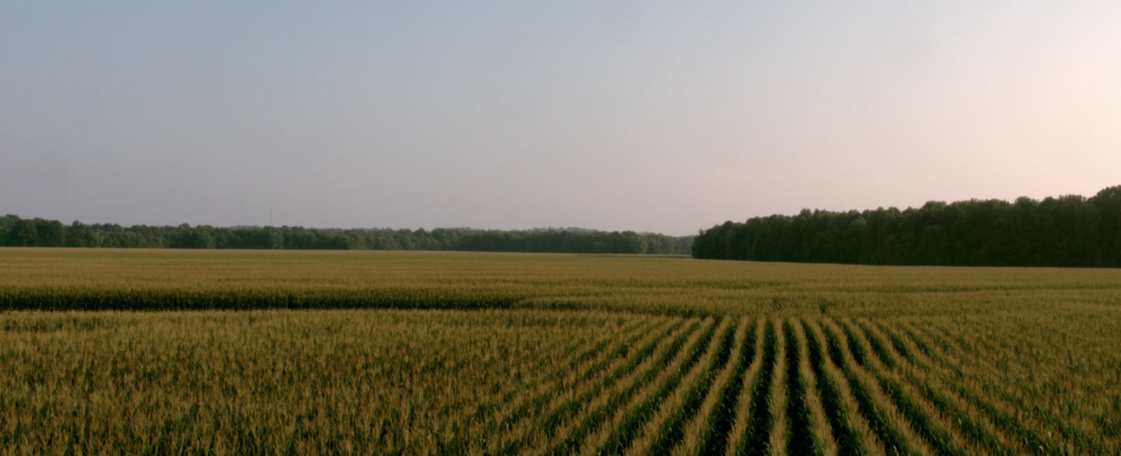 a large field of grass with trees in the background