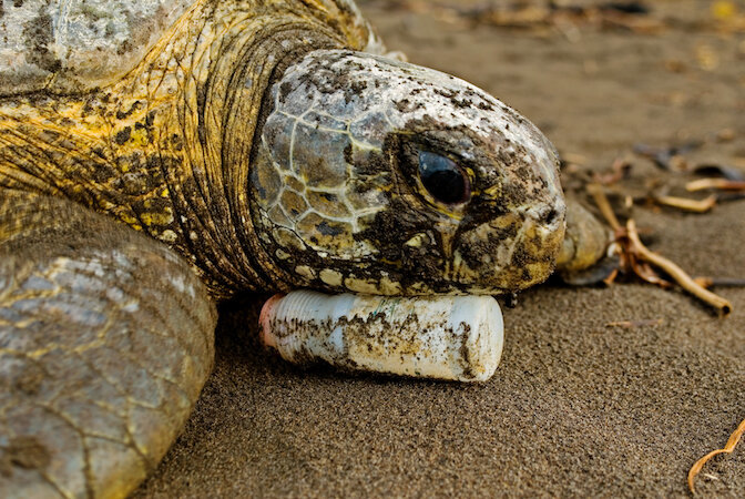 a close up of a turtle laying on the ground