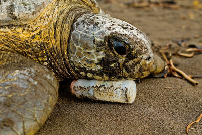 a close up of a turtle laying on the ground