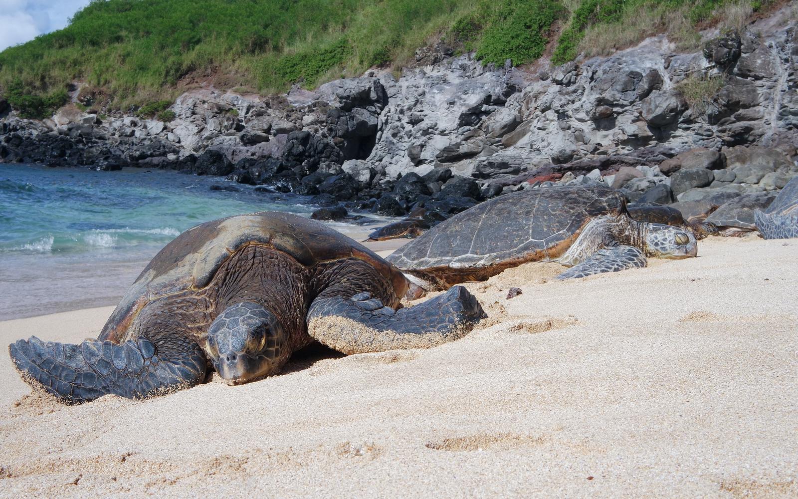 a large turtle laying on top of a sandy beach