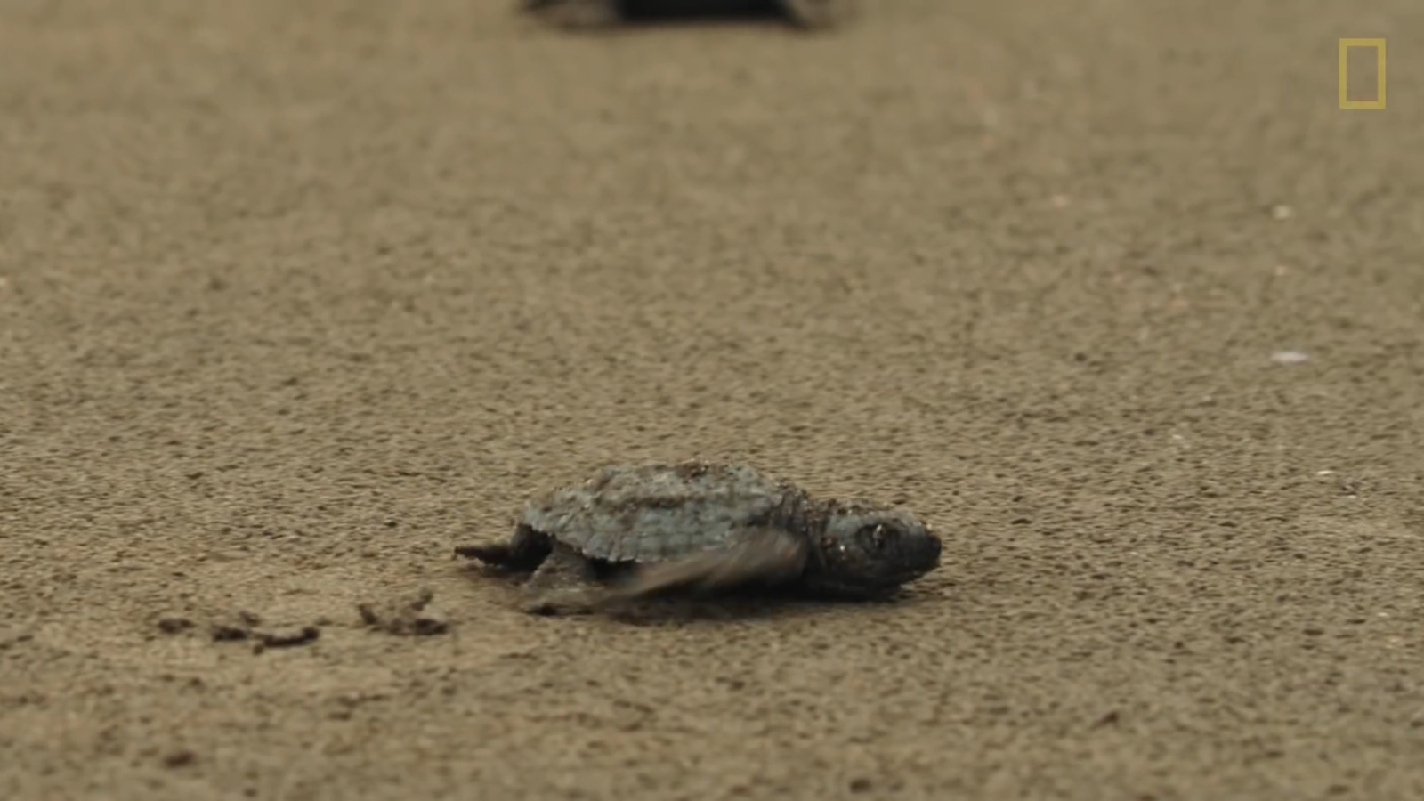 a baby turtle crawling in the sand on the beach