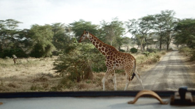 a giraffe standing on the side of a dirt road