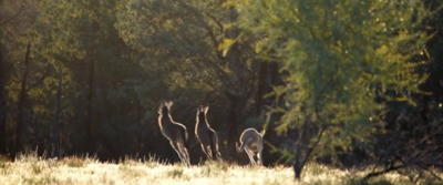 a group of deer standing in the middle of a forest