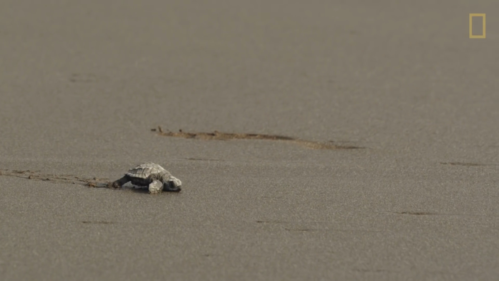 a small turtle crawling on the sand at the beach