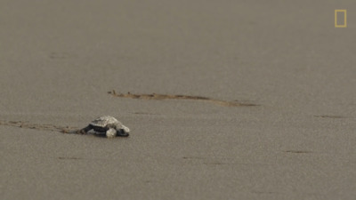 a small turtle crawling on the sand at the beach