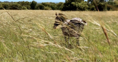 a person walking through a field of tall grass