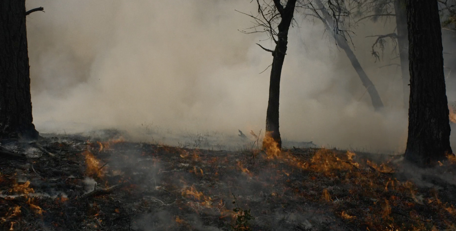 a forest filled with lots of smoke and trees