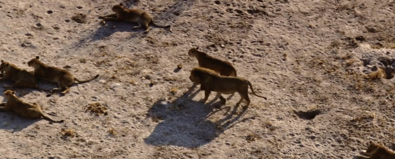 a group of wild animals standing on top of a dirt field