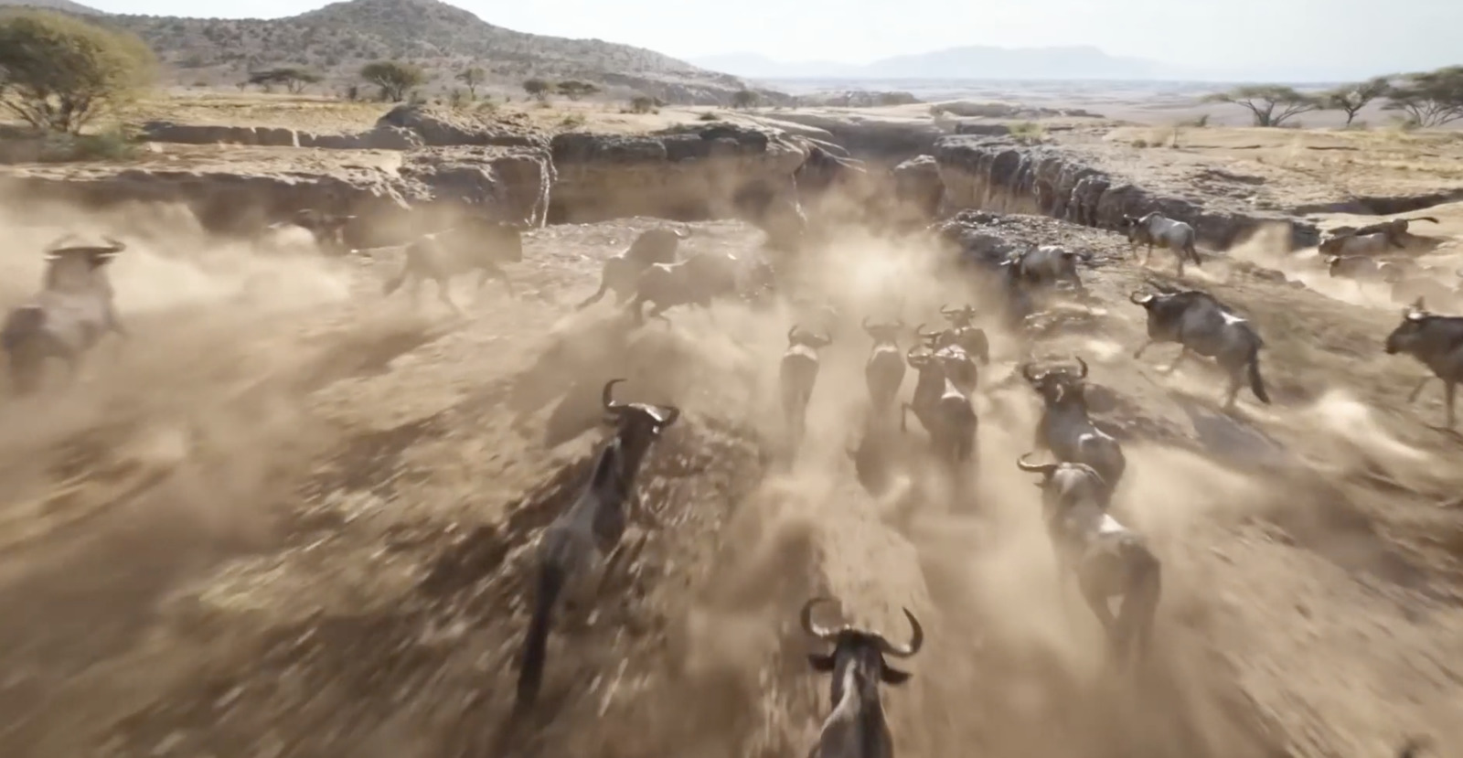 a herd of cattle running across a dirt field