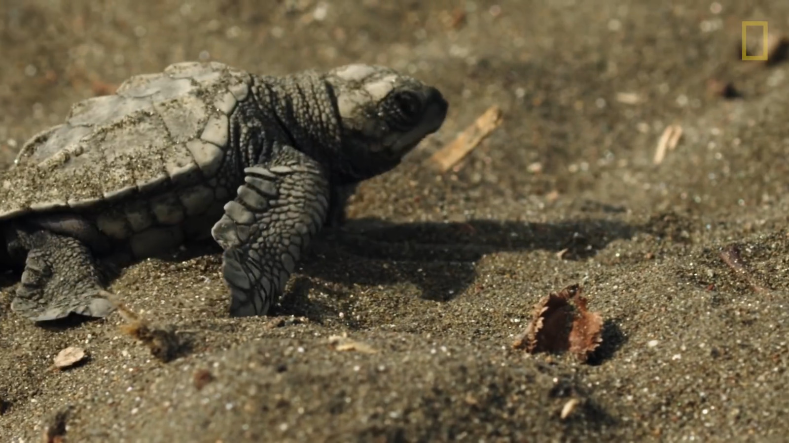 a small turtle walking across a sandy beach