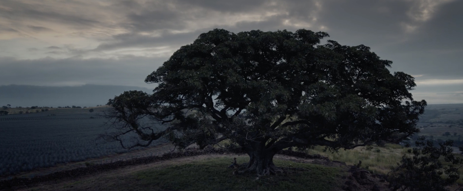 a large tree sitting on top of a lush green hillside