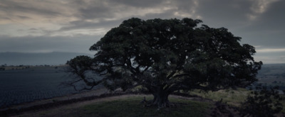 a large tree sitting on top of a lush green hillside