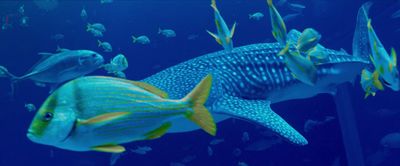 a large group of fish swimming in an aquarium