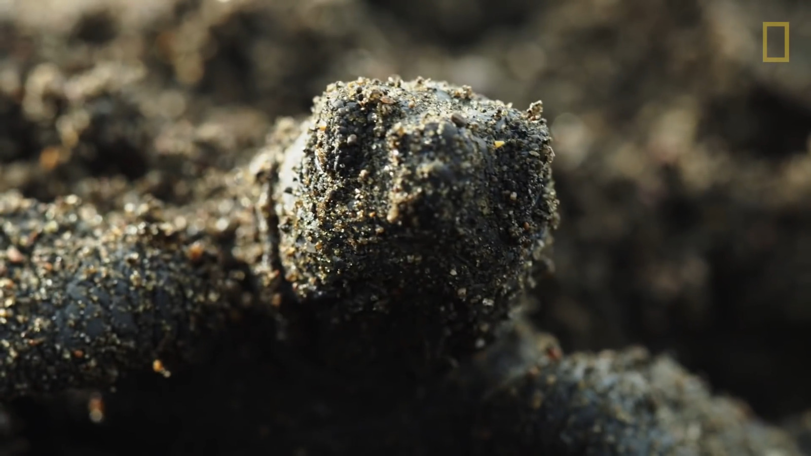 a close up of a rock covered in dirt