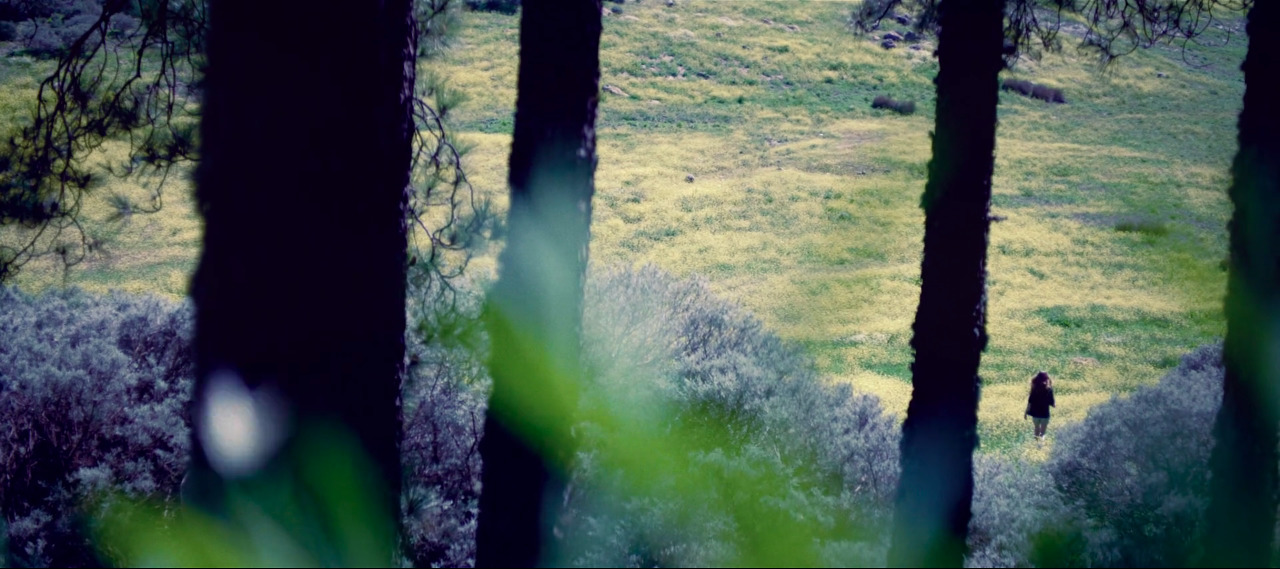 a person walking through a forest with tall trees