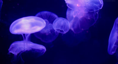 a group of jellyfish floating in the water