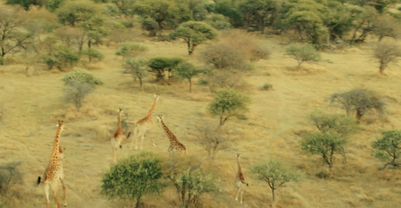 a herd of giraffe standing on top of a dry grass field