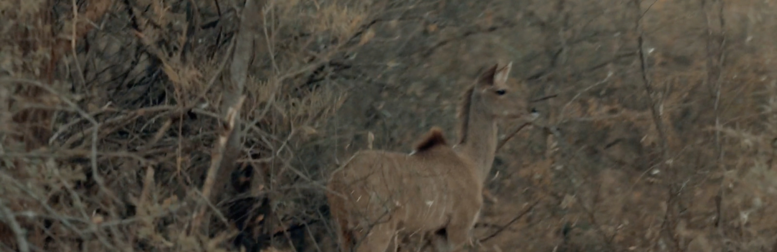 a deer standing in a field of tall grass