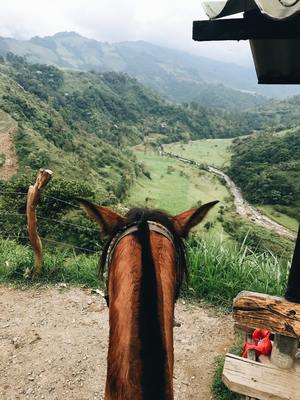 a brown horse standing on top of a lush green hillside