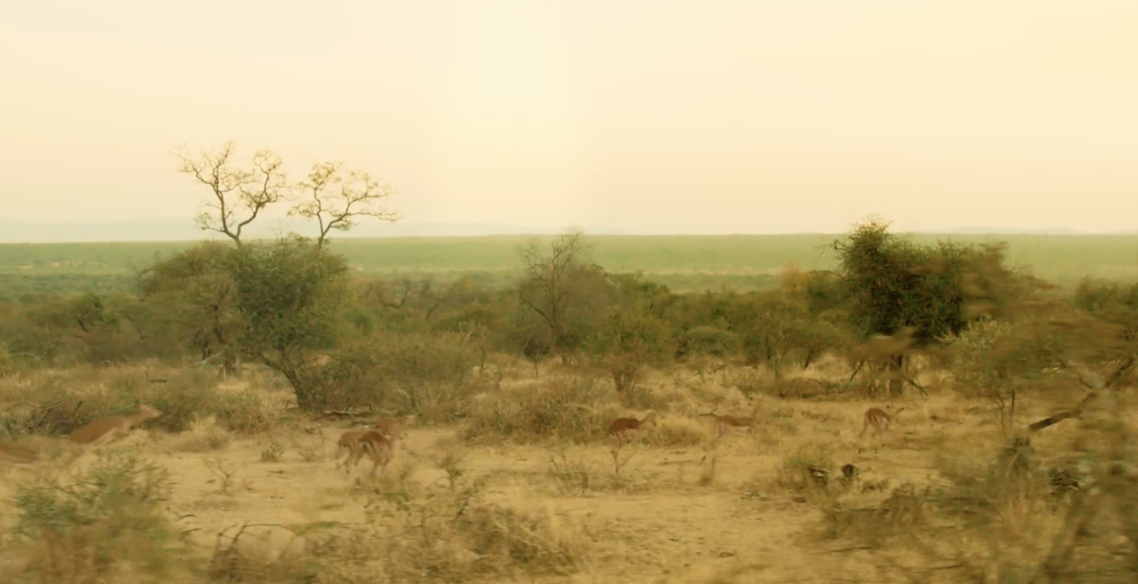 a herd of deer standing on top of a grass covered field