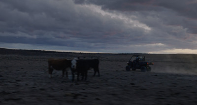 a group of cows standing on top of a dirt field