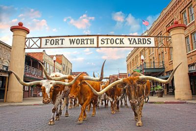 a group of longhorn bulls walking under a sign